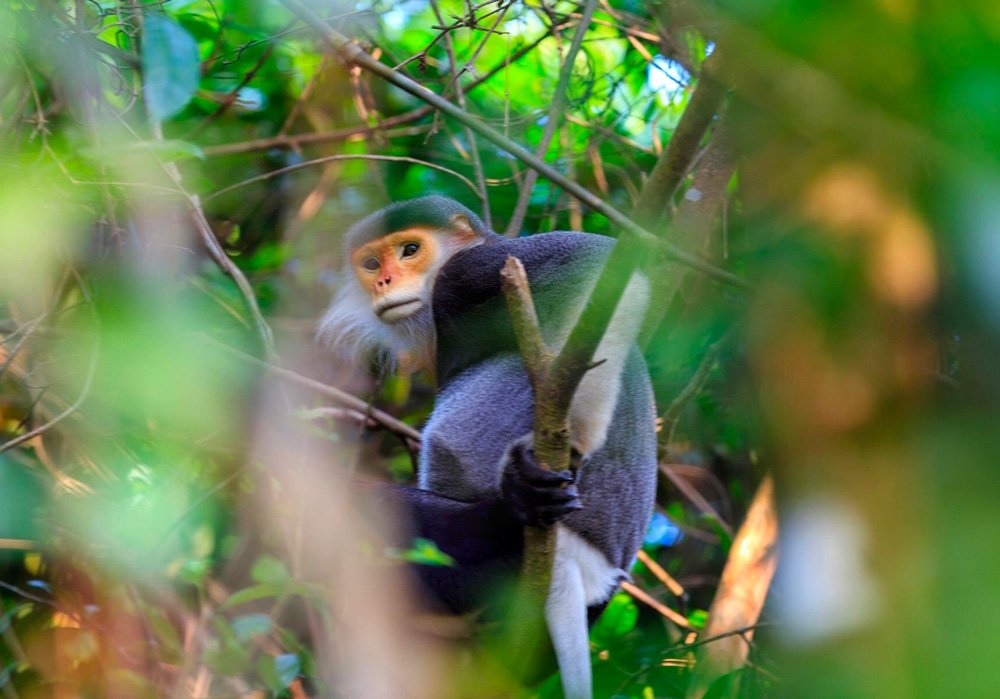 Trekking Da Nang Son Tra Peninsula 1 Day